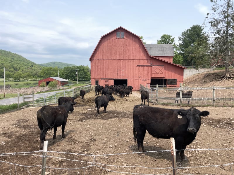 Cattle grazing on green pasture beside the farm's timber barn