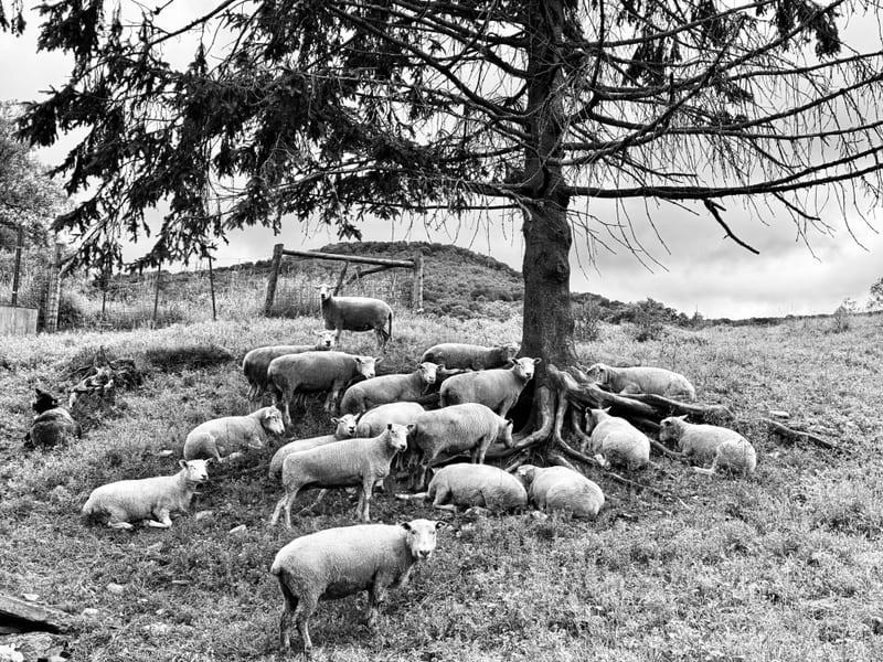 A flock of sheep resting under a lone pine, black and white