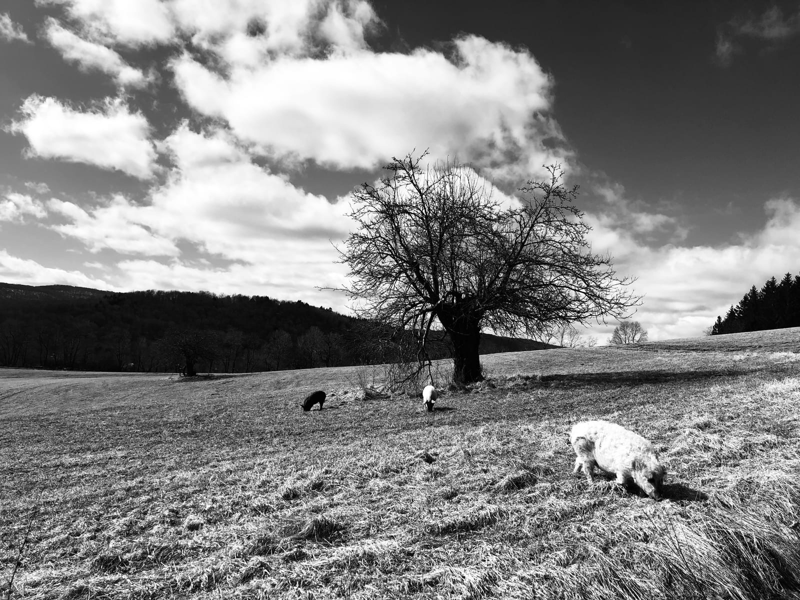 A lone tree standing over open pasture, photographed in black and white
