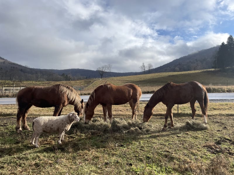 Draft horses grazing the winter pasture