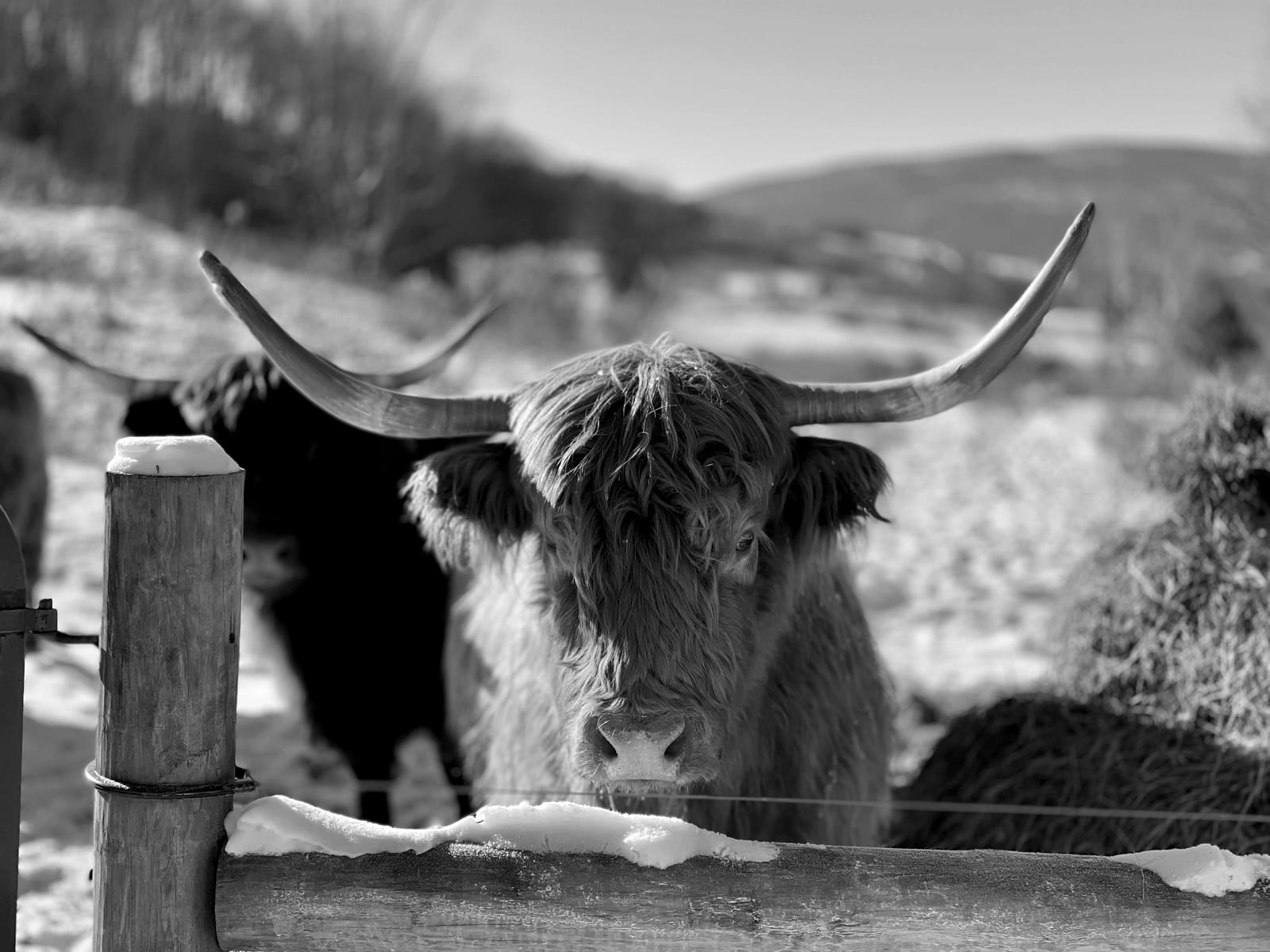 A long-horned Highland steer in the snow, in black and white