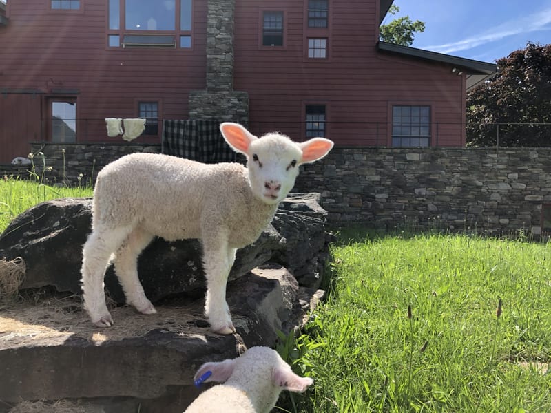 A young lamb standing on a mossy rock in a hillside pasture