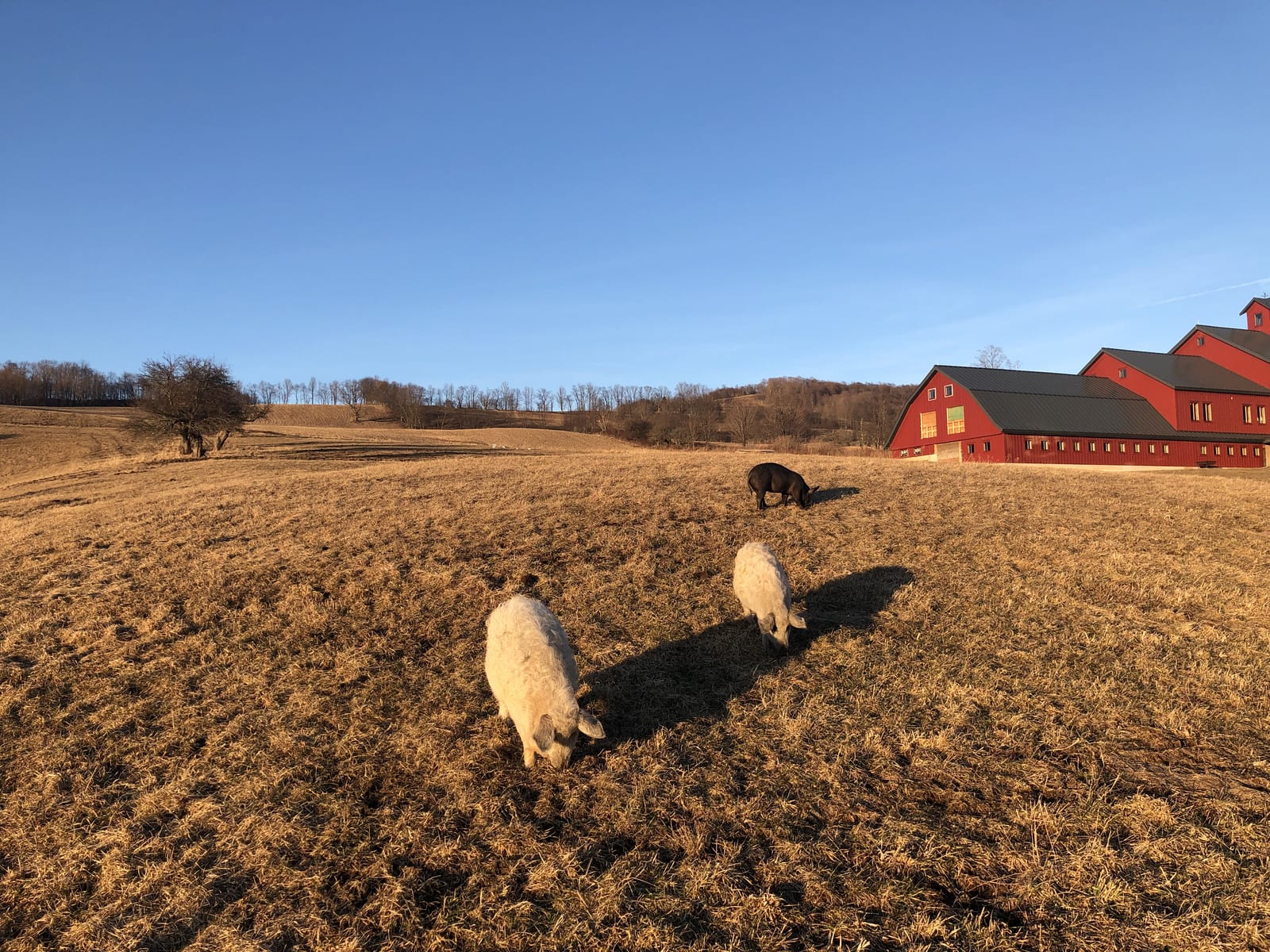 Sheep grazing a steep hillside pasture at golden hour, backlit by a low sun, with a red barn on the ridge above Andes, New York