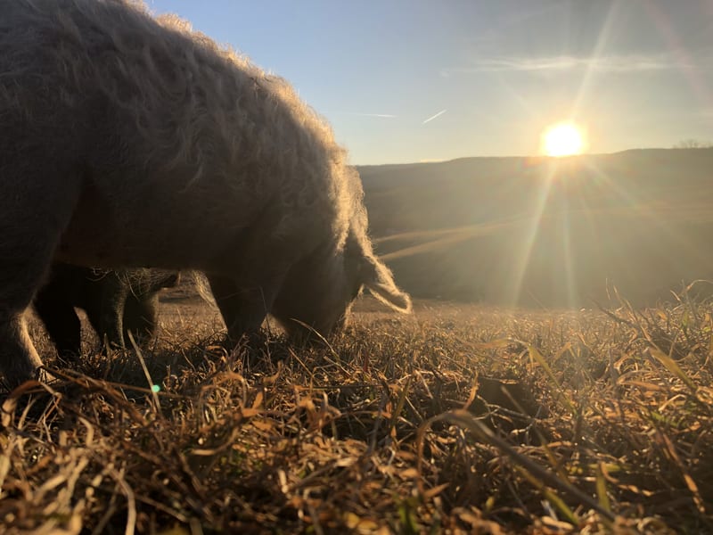 A heritage hog foraging in tall grass in the low golden light of evening