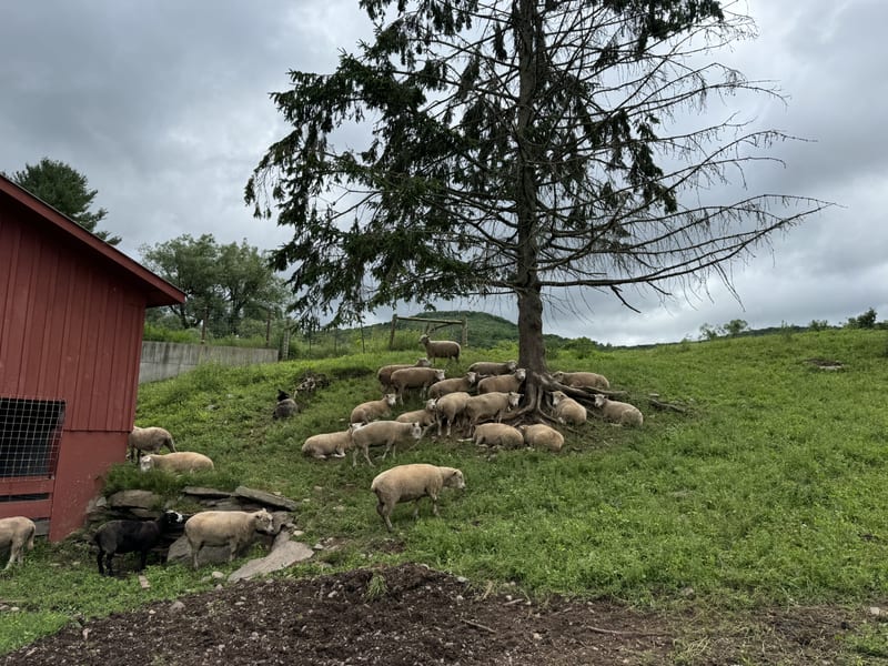 Sheep resting in the shade beneath a pine on the hillside